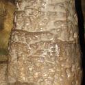 Estalamita Gigante en Caverna de las Brujas